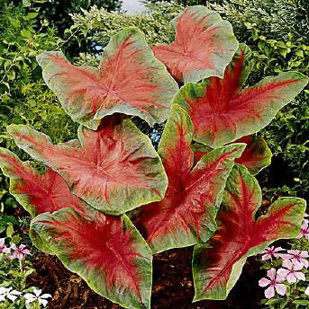 Annual Caladium