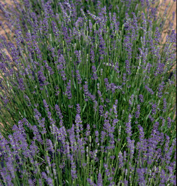 Lavender Rebecca Key